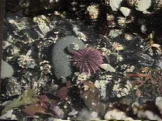 Things in the sea.[sea3.JPG]